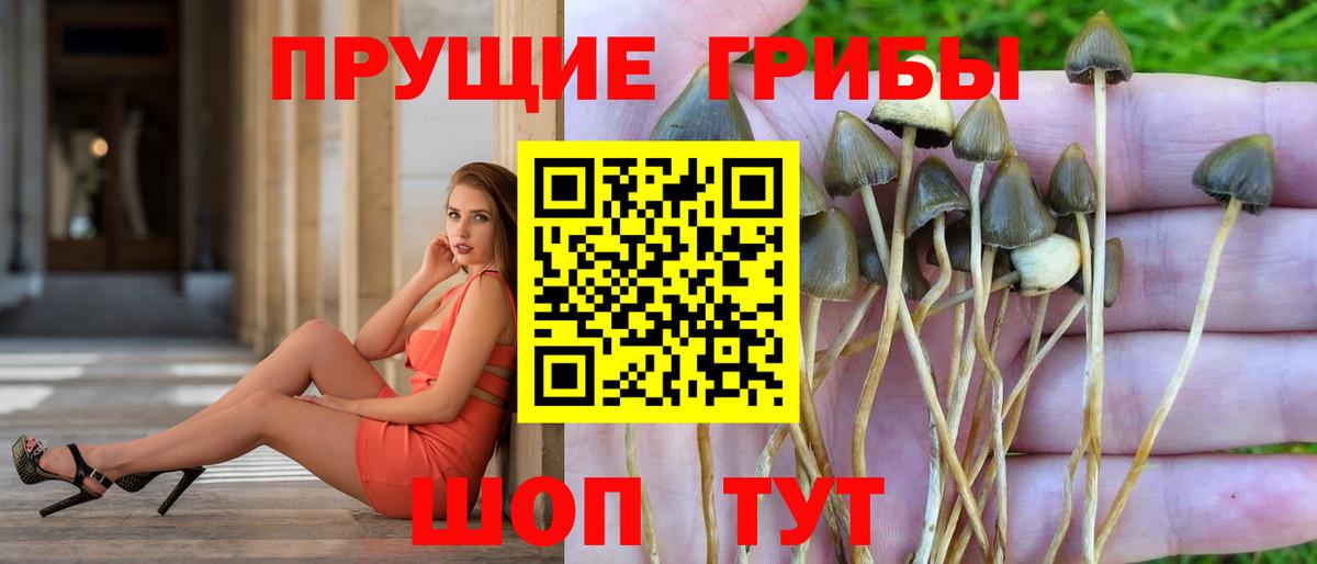 Галлюциногенные грибы Cubensis Асбест